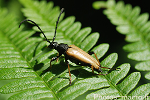 Anoplodera fulva